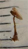  Stamen
